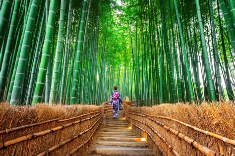  Arashiyama Bambosu Ormanı: Japonya'nın Yeşil Kalbinde Bir Yolculuk!